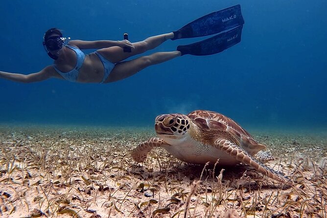 Private Turtle Spotting Snorkeling Excursion in Aruba - Snorkeling Gear and Equipment Provided