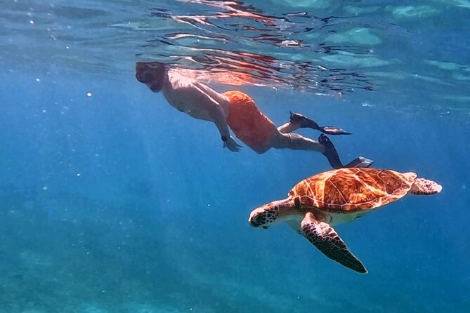 Private Turtle Spotting Snorkeling Excursion in Aruba - Meeting Point and Pickup Arrangements