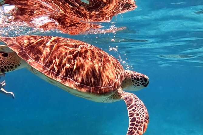 Private Turtle Spotting Snorkeling Excursion in Aruba - Cancellation Policy and Pricing Details