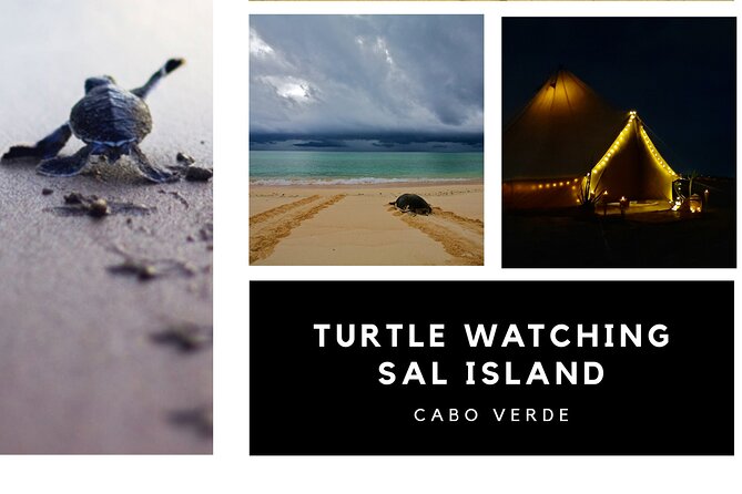 Private Turtle Watching Experience - Guided Experience