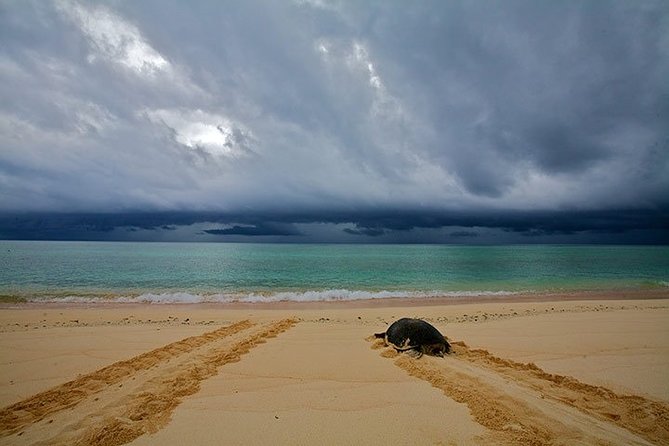 Private Turtle Watching Experience - Schedule and Duration