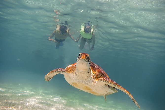 Private Turtles & Cenotes Adventure - Activities Included