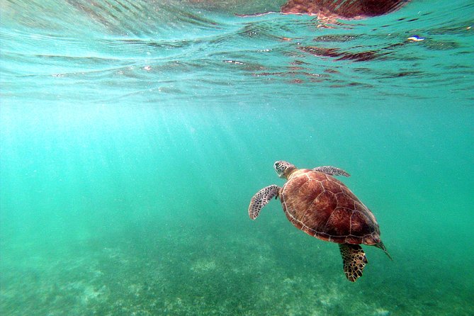 Private Turtles & Cenotes Adventure - Short Duration and Ideal