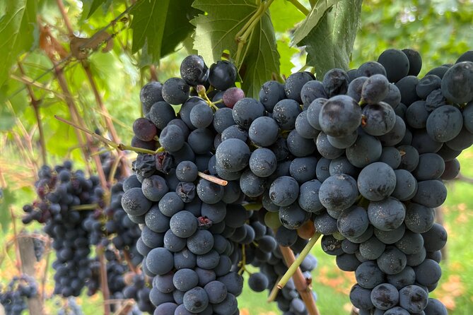 Private Tuscan Tour With Love - Discovering Tuscan Culinary Traditions