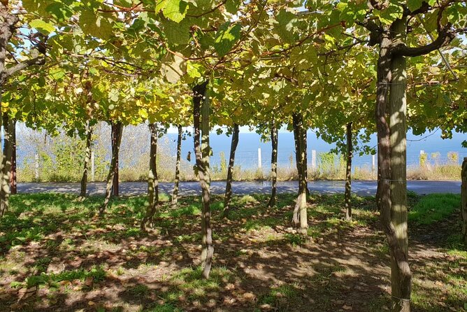 Private Txakoli Winery Tour With Tastings in Getaria - Travelers Experiences