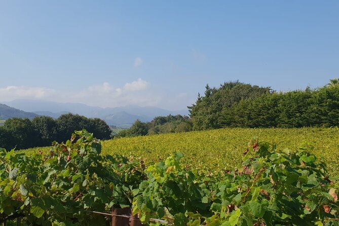 Private Txakoli Winery Tour With Tastings in Getaria - Planning Your Winery Visit