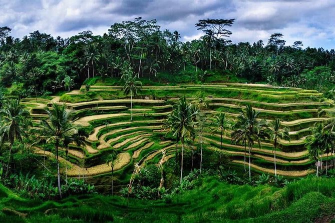 Private Ubud and Volcano Day Trip - Customer Reviews and Ratings