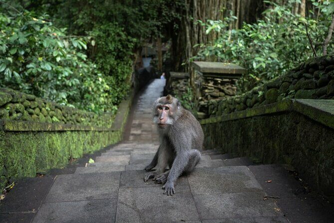 Private Ubud Day Tour Waterfalls Sacred Monkeys and Rice Fields - Why This Tour Works Well for Travelers