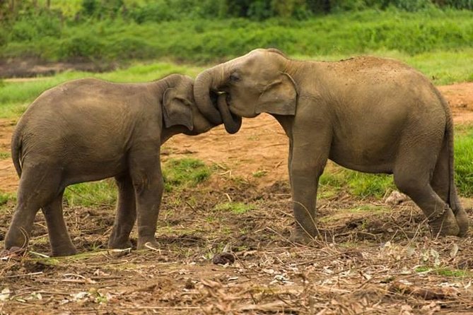Private Udawalawe Nationalpark Jeep-Safari - Safari Tour Details