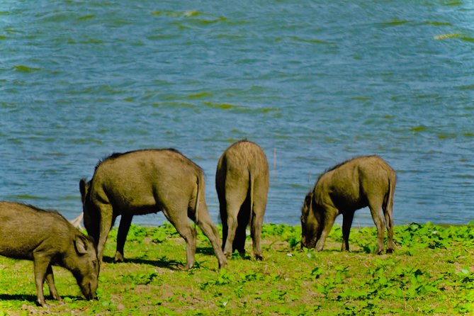 Private Udawalawe Nationalpark Jeep-Safari - Booking and Cancellation Policies