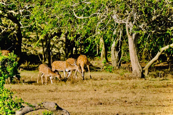 Private Udawalawe Nationalpark Jeep-Safari - Highlights of the Jeep Safari