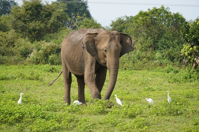 Private Udawalawe Safari Tour With Pickup From Bentota/Ahungalla - Key Points