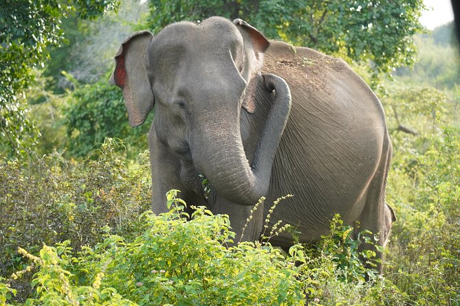 Private Udawalawe Safari Tour With Pickup From Bentota/Ahungalla - Logistics and Inclusions