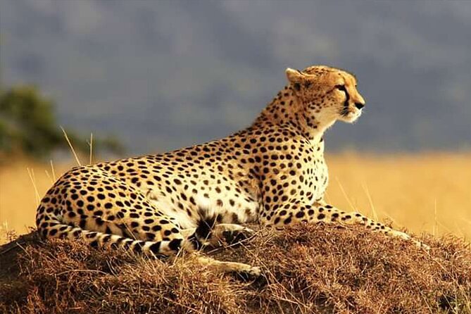 Private Ultimate Pilanesberg Safari From Johannesburg - Inclusions and Amenities