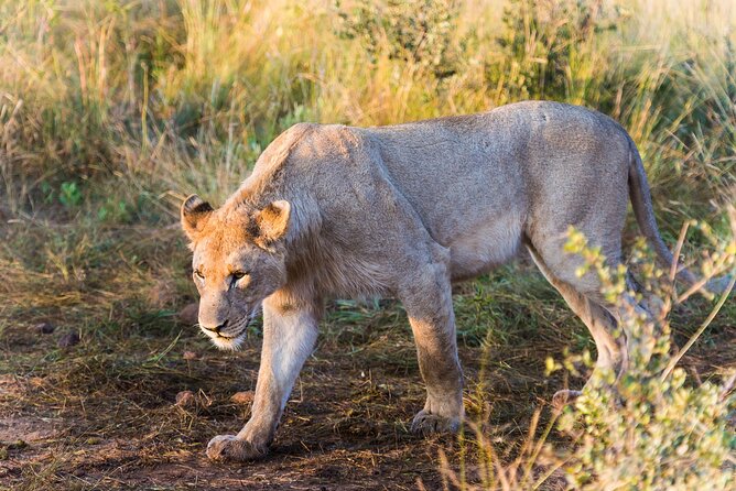 Private Ultimate Pilanesberg Safari From Johannesburg - Tour Accessibility and Participation