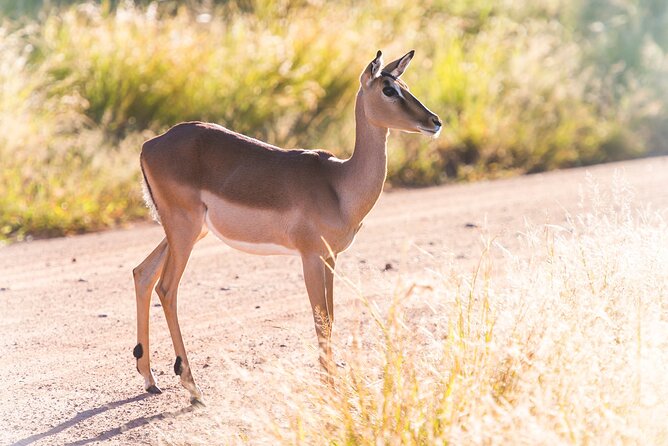 Private Ultimate Pilanesberg Safari From Johannesburg - Booking Confirmation and Process