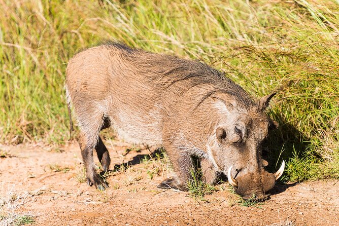 Private Ultimate Pilanesberg Safari From Johannesburg - Safari Operator and Location