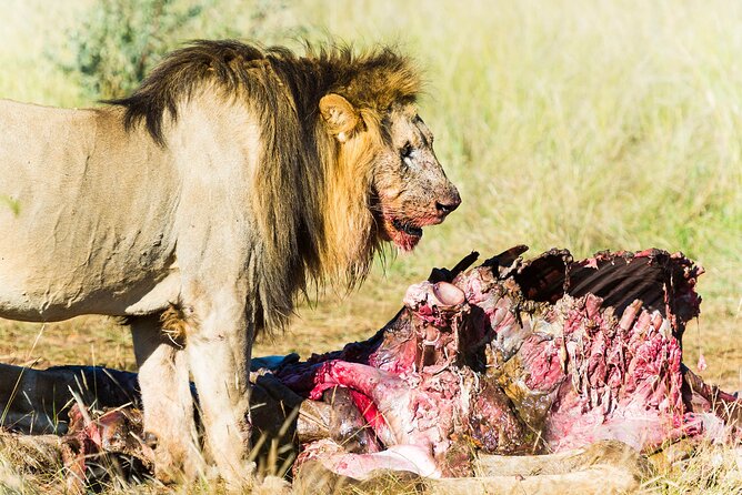 Private Ultimate Pilanesberg Safari From Johannesburg - Pricing and Cancellation Policy