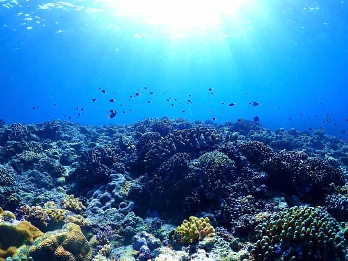 Private Unforgatable Snorkeling Day Trip in Izu (Shizuoka) - Restrictions and Considerations