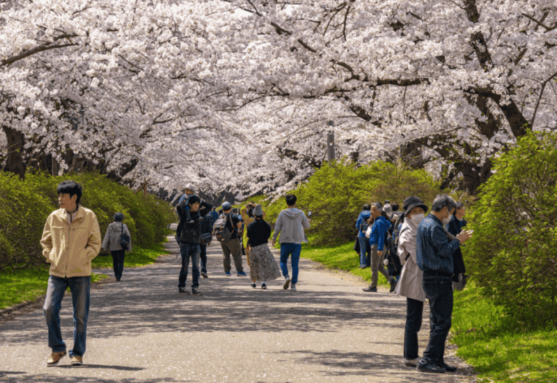 Private & Unique Hiroshima Cherry Blossom Sakura Experience - Cultural Immersion
