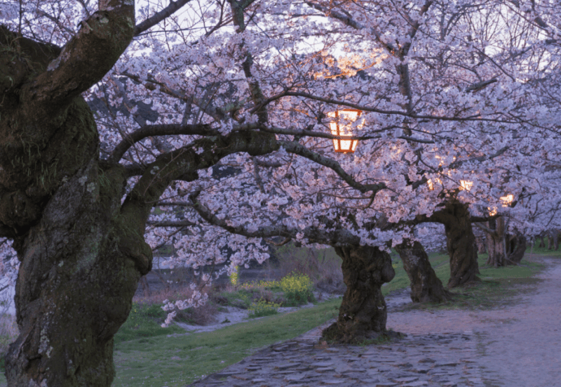 Private & Unique Hiroshima Cherry Blossom Sakura Experience - Booking and Reservations