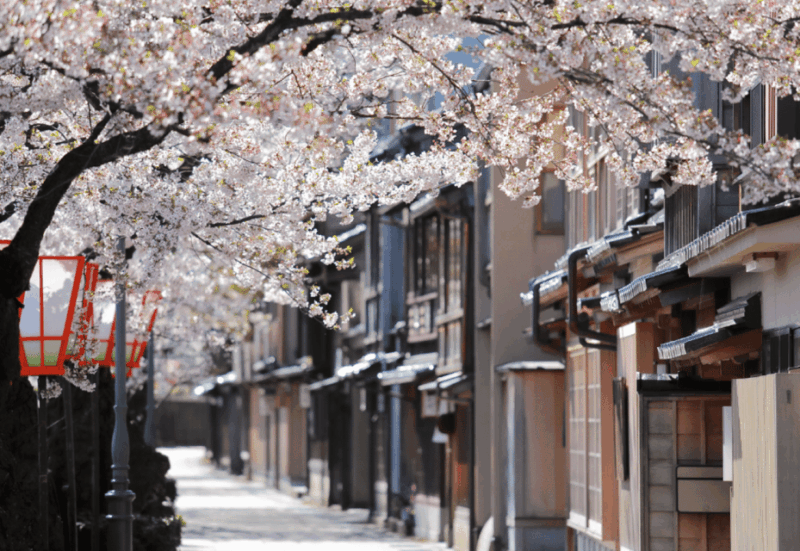 Private & Unique Kanazawa Cherry Blossom Sakura Experience - Key Points
