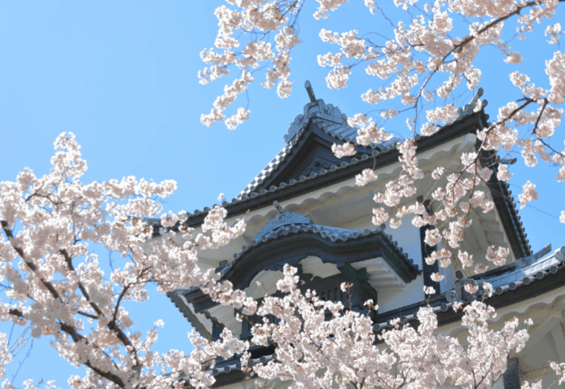 Private & Unique Kanazawa Cherry Blossom Sakura Experience - Discovering Kenrokuen Garden