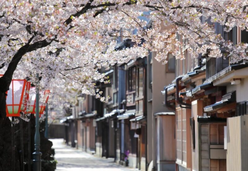 Private & Unique Kanazawa Cherry Blossom Sakura Experience - Visiting the Historic Kazuemachi Chaya District