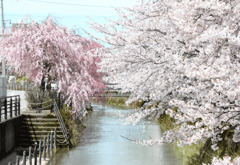 Private & Unique Kanazawa Cherry Blossom Sakura Experience - Participating in a Traditional Hanami Picnic