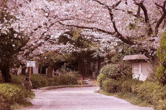 Private Unique Kobe Cherry Blossom Sakura Experience - Picnic Bento Lunch