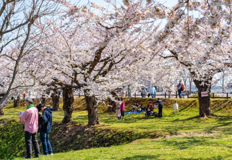 Private & Unique Nagasaki Cherry Blossom Sakura Experience - Highlights of the Experience