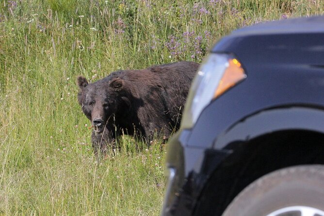 Private Upper Loop Grand Teton, Lower Loop Scenic & Wildlife 3 Day Tours - Inclusion and Logistics
