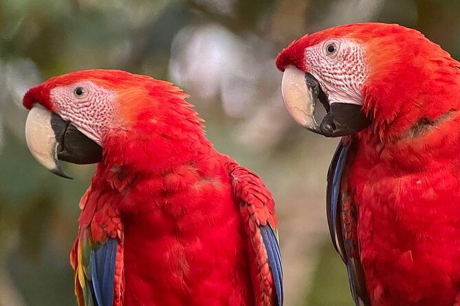 Private Urban Wildlife City Tour From Manuel Antonio to Quepos - Transportation Details