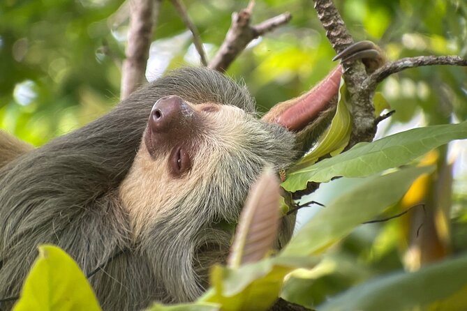 Private Urban Wildlife City Tour From Manuel Antonio to Quepos - Accessibility and Participation