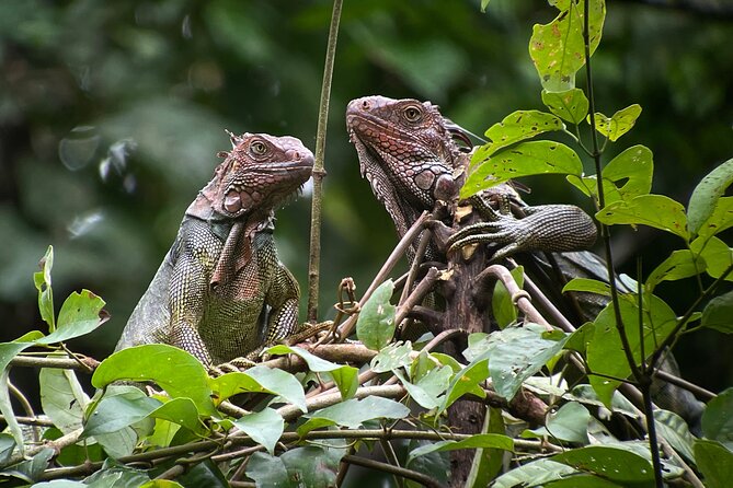 Private Urban Wildlife City Tour From Manuel Antonio to Quepos - Capturing Memorable Moments