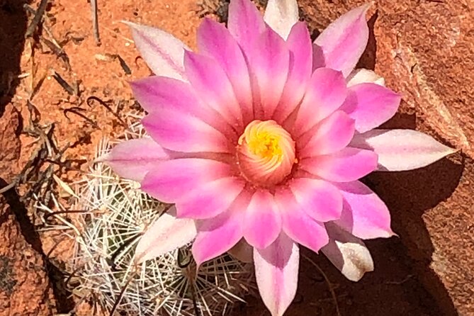 Private Valley of Fire Hiking and Sightseeing Adventure - Hiking Highlights