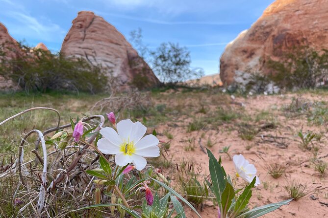Private Valley of Fire Hiking and Sightseeing Adventure - Local Wildlife