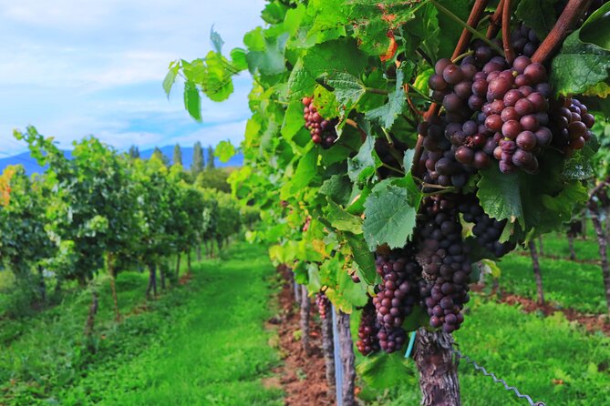 Private Valpolicella Day Trip From Venice: Wine Tasting and Verona - Itinerary Highlights