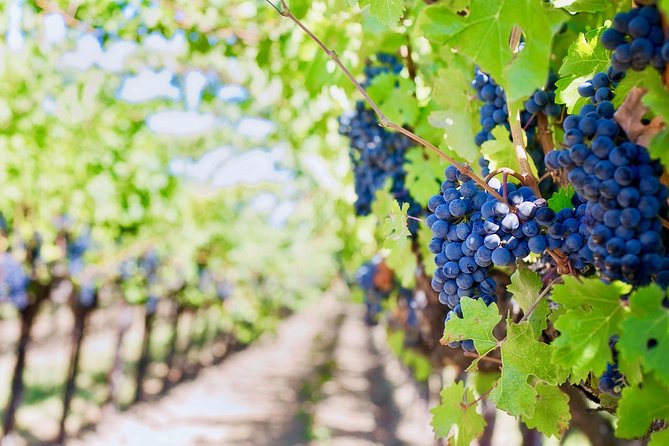 Private Valpolicella Day Trip From Venice: Wine Tasting and Verona - Exploration of Verona