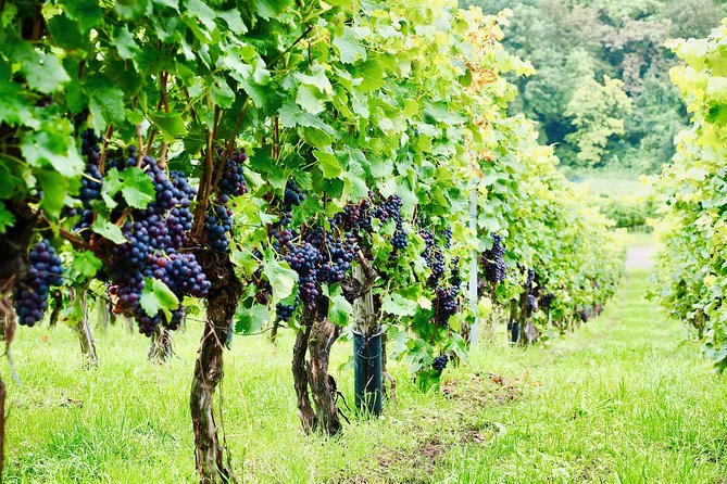 Private Valpolicella Day Trip From Venice: Wine Tasting and Verona - Additional Information
