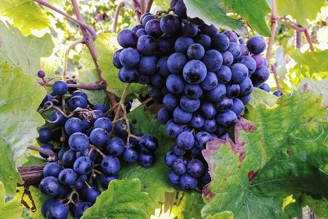 Private Vienna Woods Wine Tour - Seasonal Itineraries