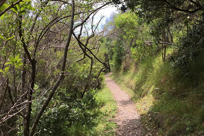 Private Vineyard Bush Walk Tour in Waiheke Island - Scenic Walk With Expert Guiding