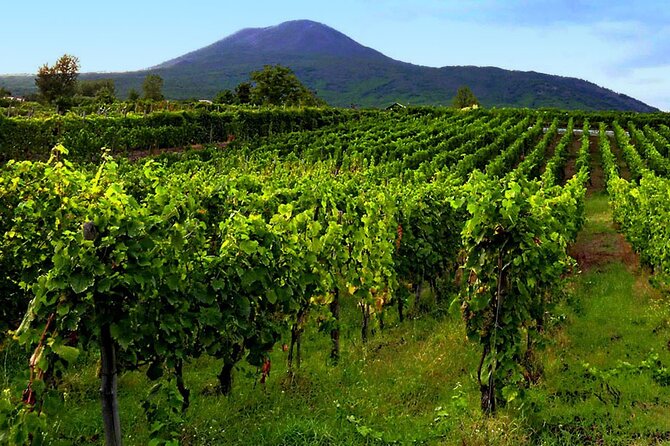 Private Vineyard Tour and Lunch With Dedicated Sommelier and Private Trasport - Key Points