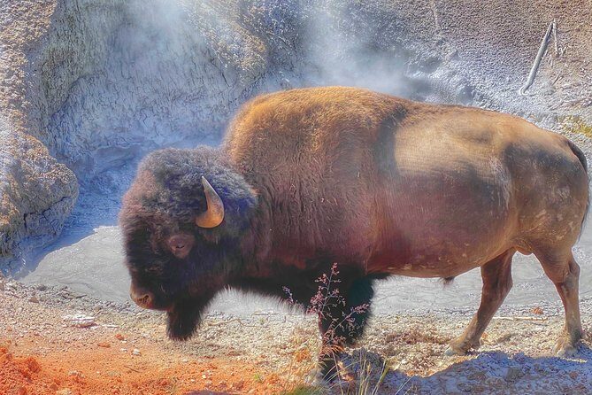 Private VIP Boutique Yellowstone Day Tour from Gardiner MT - Key Points