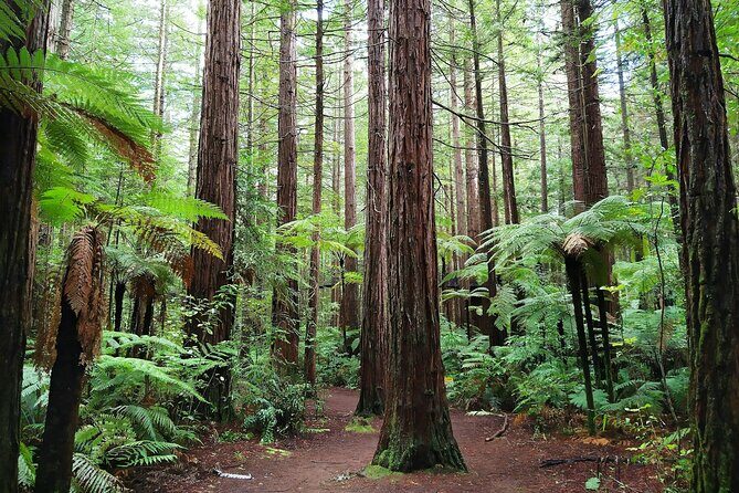 Private VIP Luxury Auckland-Rotorua Geothermal Wonderlands - The Itinerary in Detail