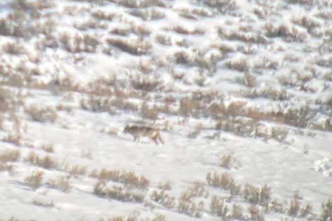 Private/VIP Wildlife Winter Safari of Yellowstone - Recap