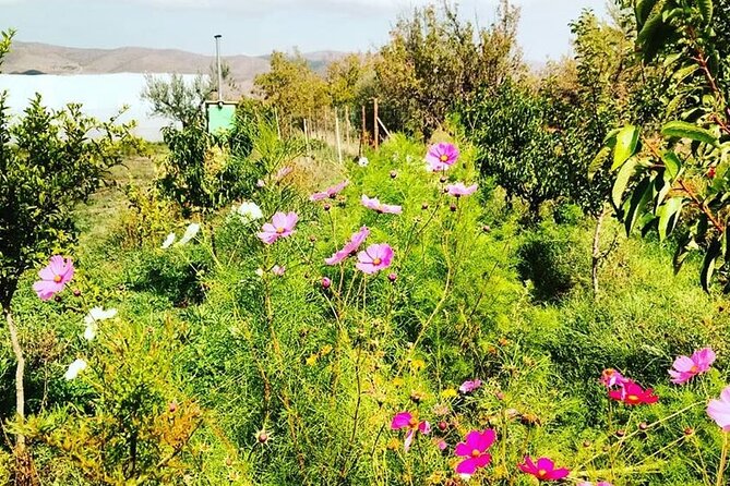 Private Visit to an Aromatic Plant Farm in La Rioja - Lunch at the Posada Del Laurel