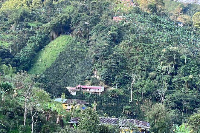 Private Visit to Organic and Craft Coffee Farm in Risaralda - Key Points