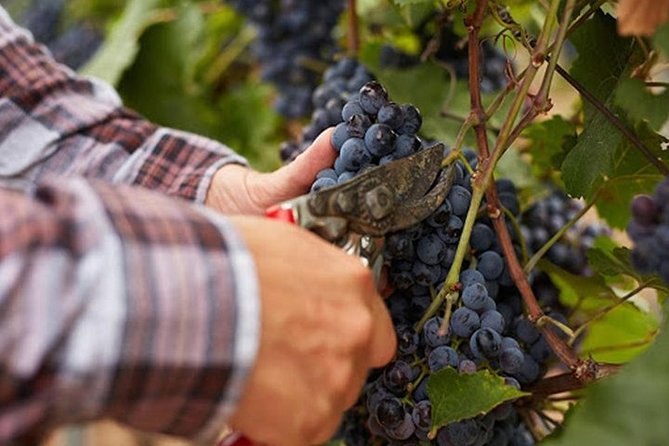 Private Visit to the Cellars of Etna With Wine Tasting - What to Expect