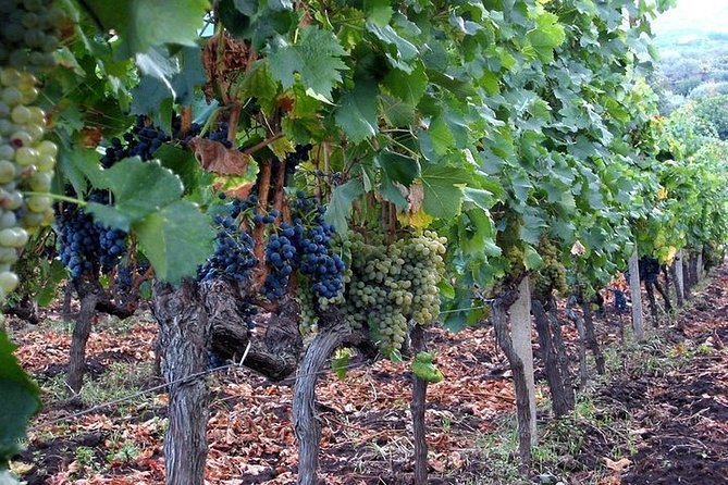 Private Visit to the Cellars of Etna With Wine Tasting - Winery Tour and Tasting